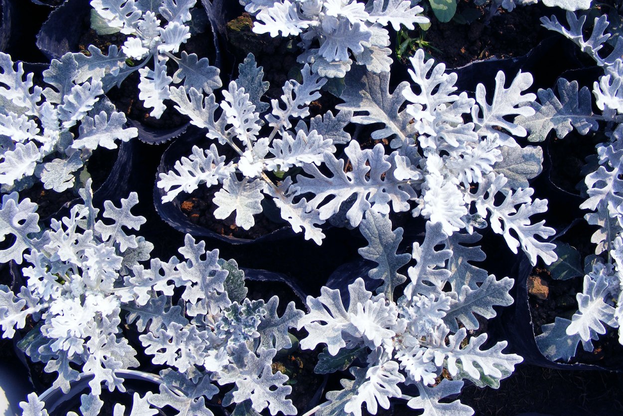 Цинерария Приморская сильвердаст