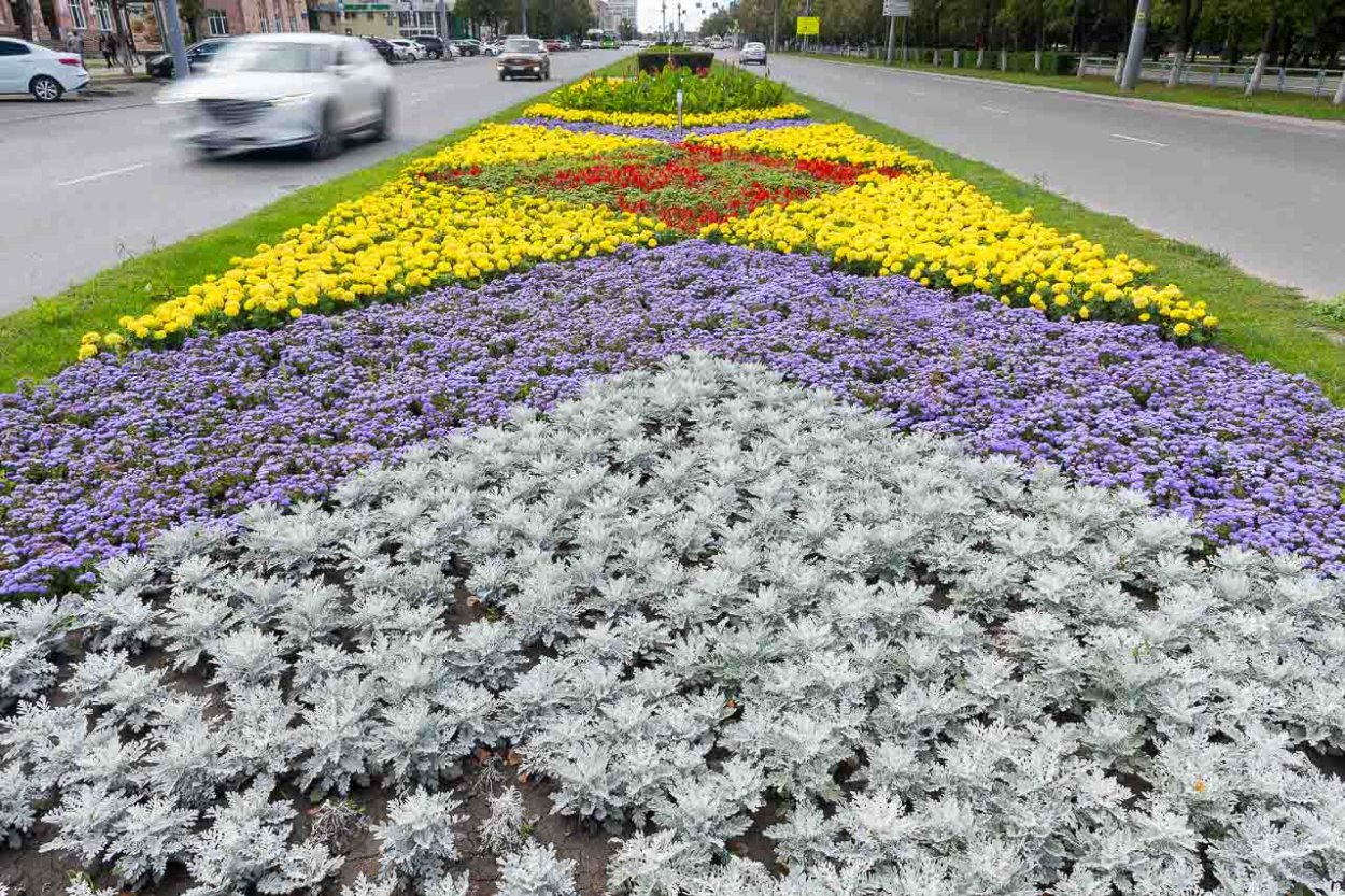 Цинерария серебряный коралл