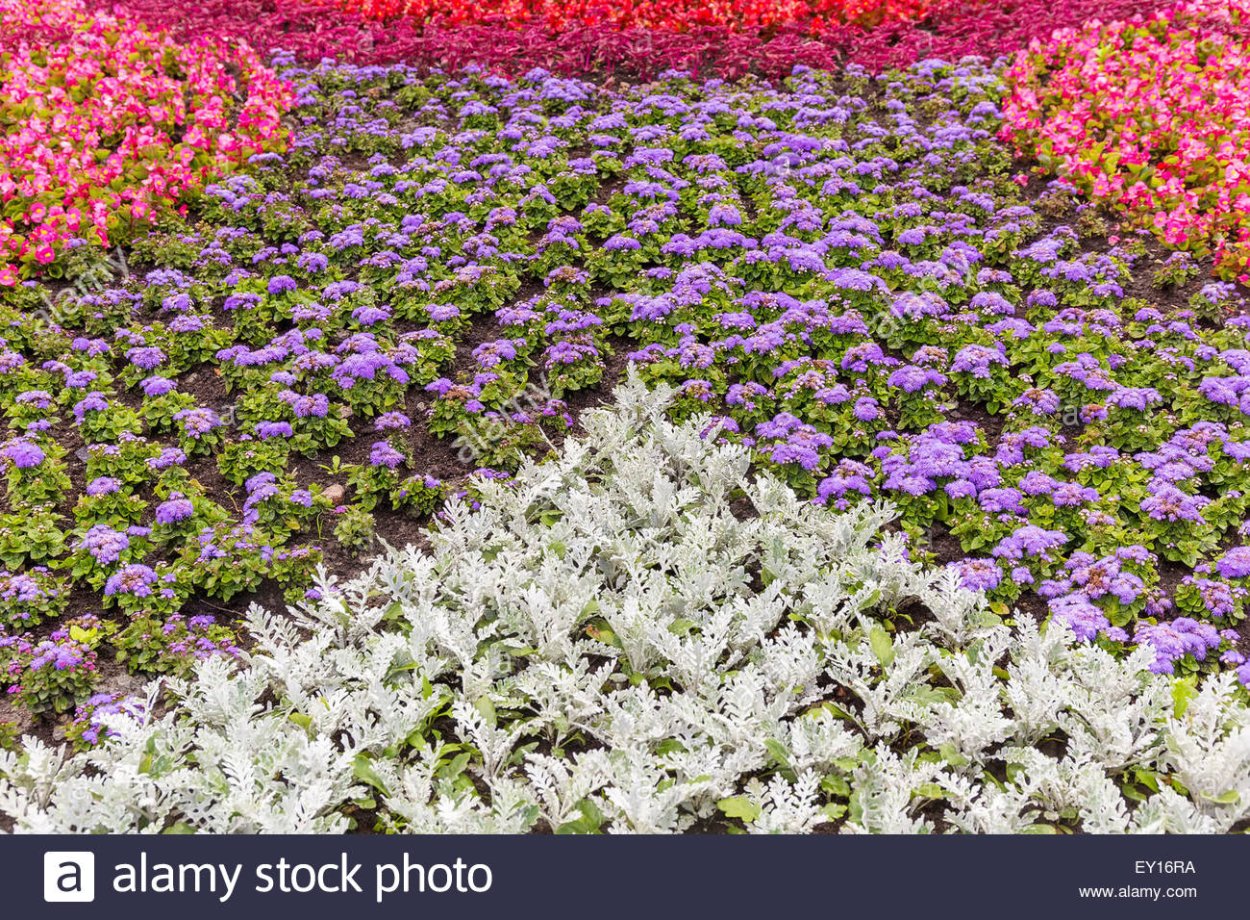 Цинерария Приморская cineraria maritima