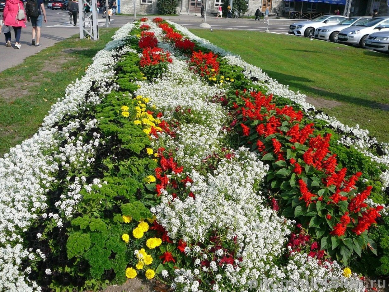 Эшшольция бархатцы Сальвия цинерария рабатка