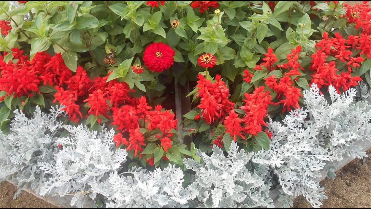 Сальвия сверкающая Скарлет