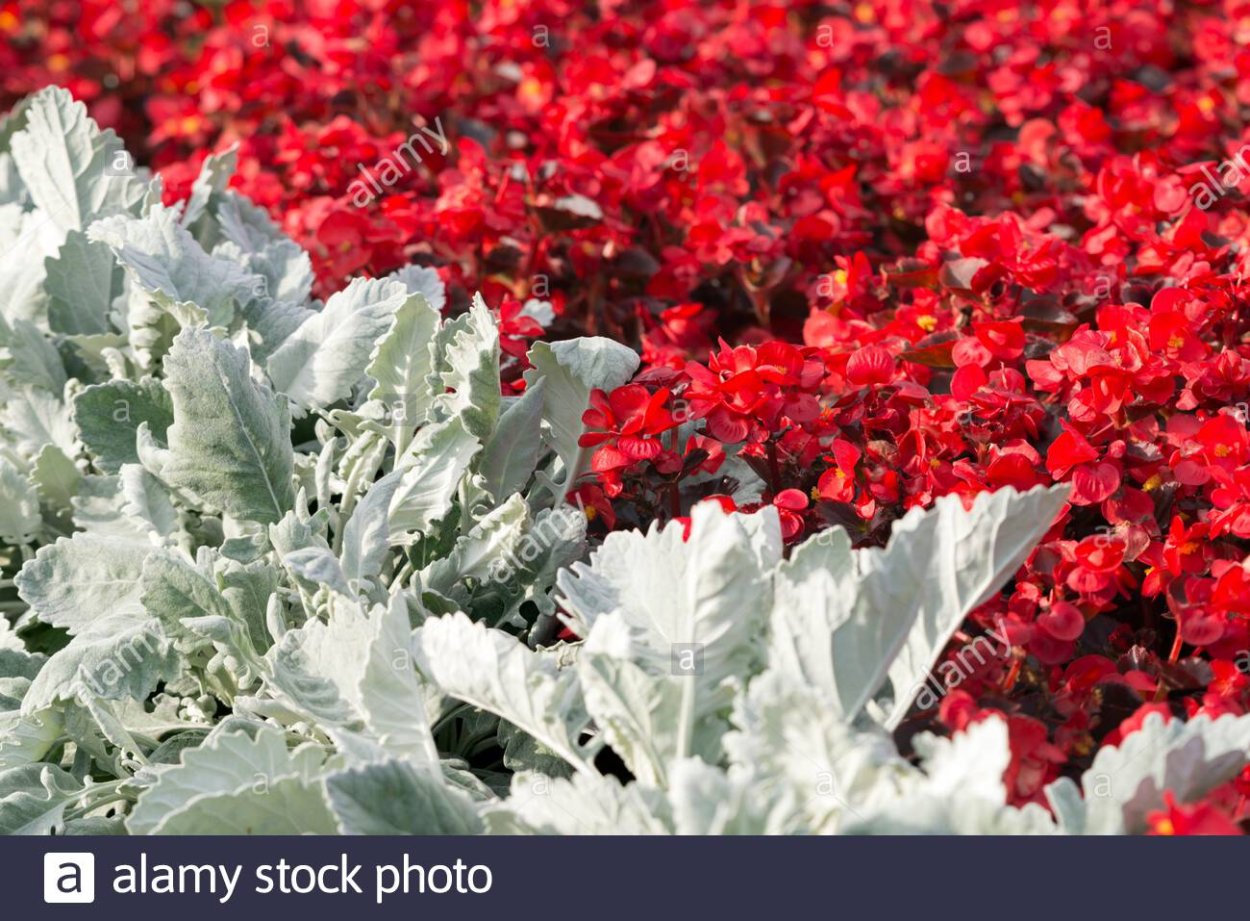 Цинерария схема посадки