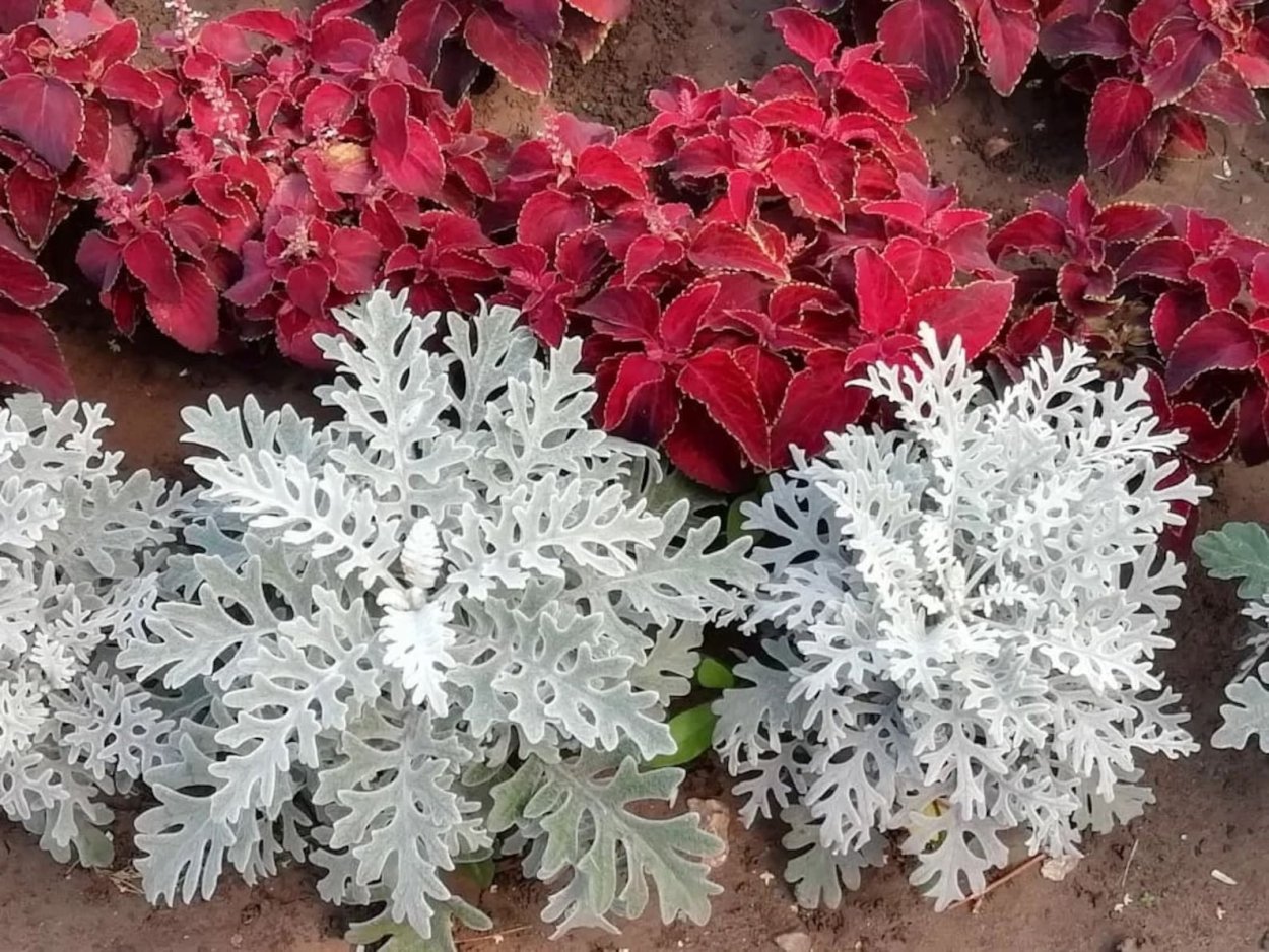 Цинерария Приморская cineraria maritima