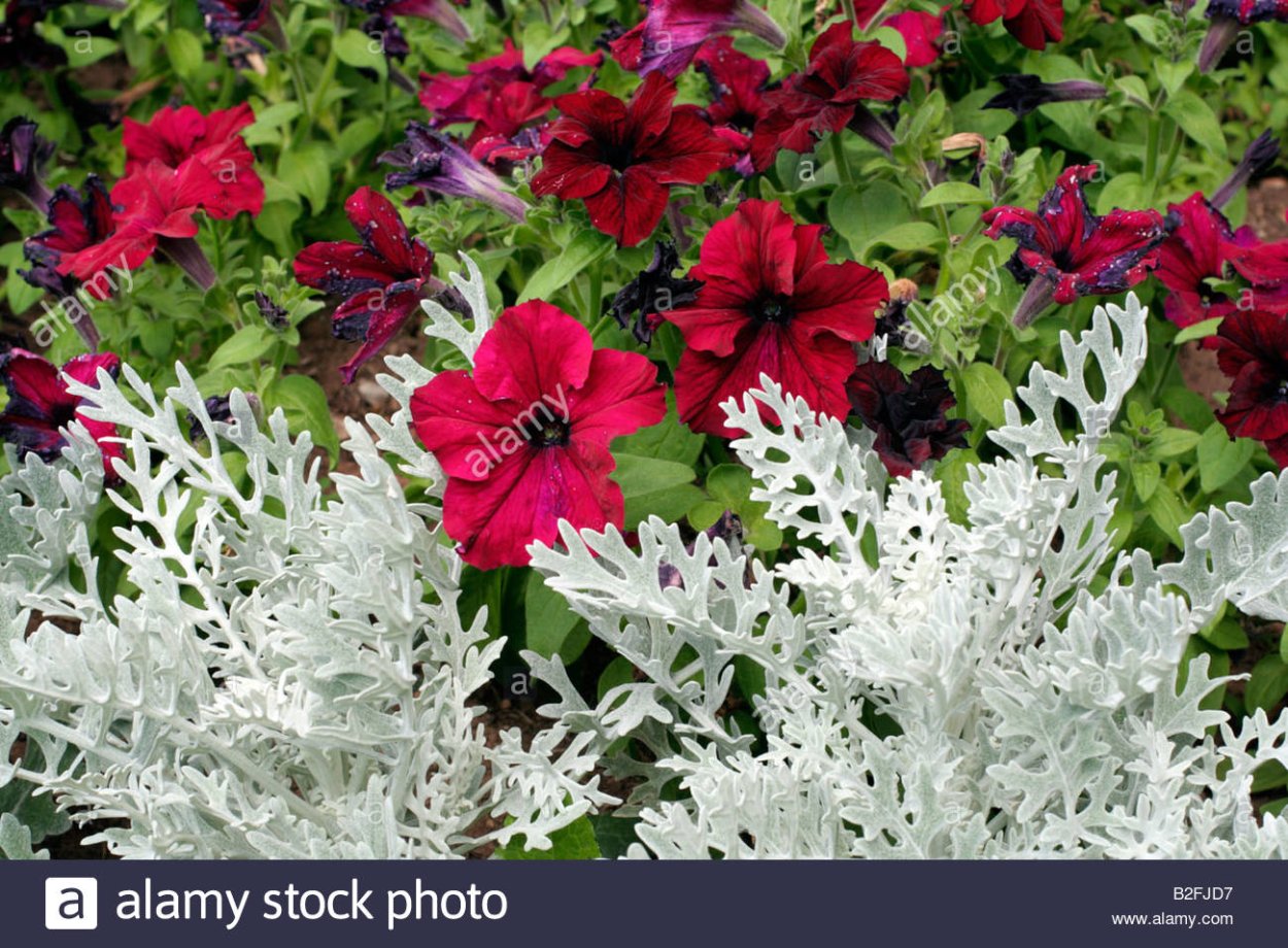 Цинерария Приморская сильвердаст