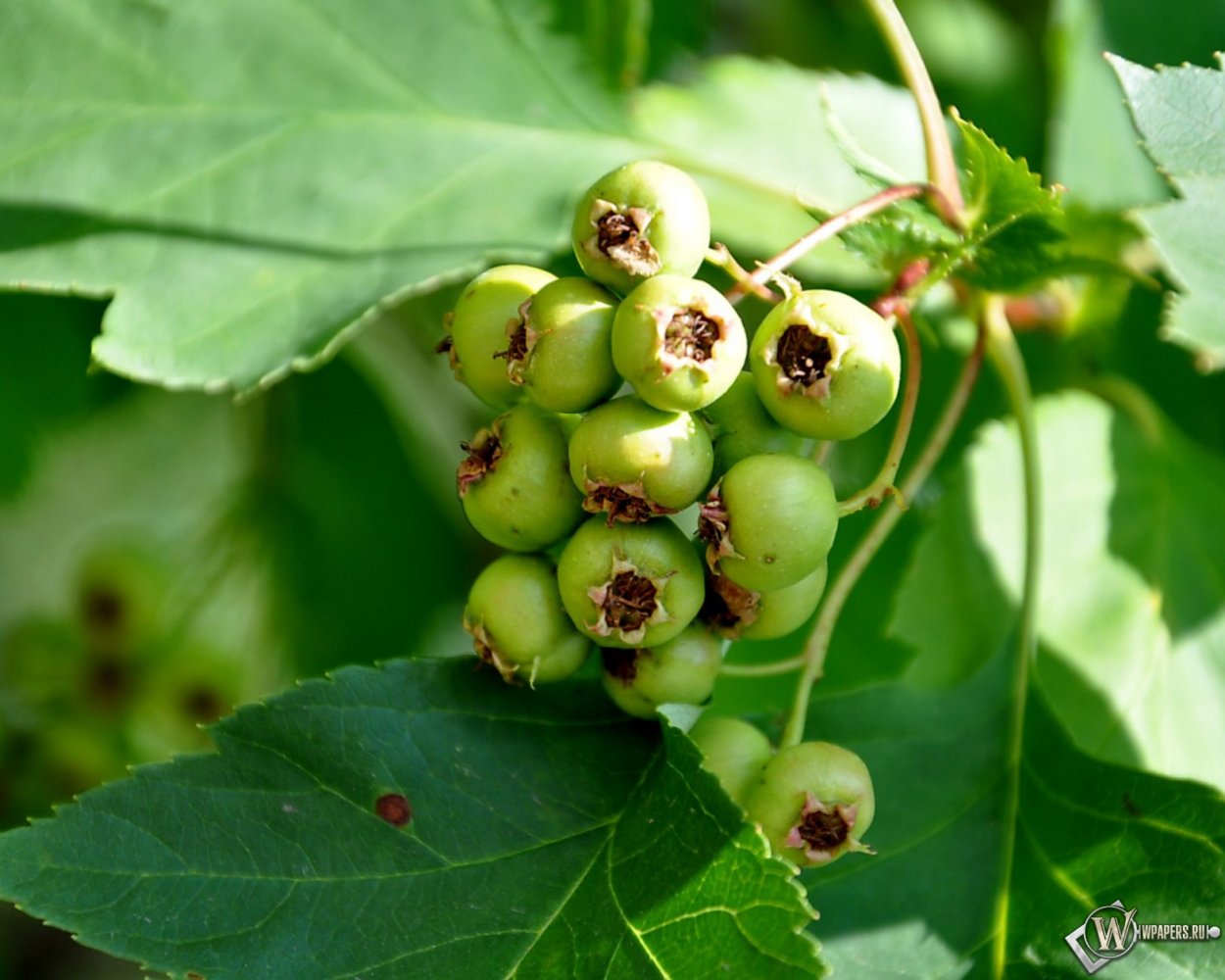 Маленькие зеленые ягоды
