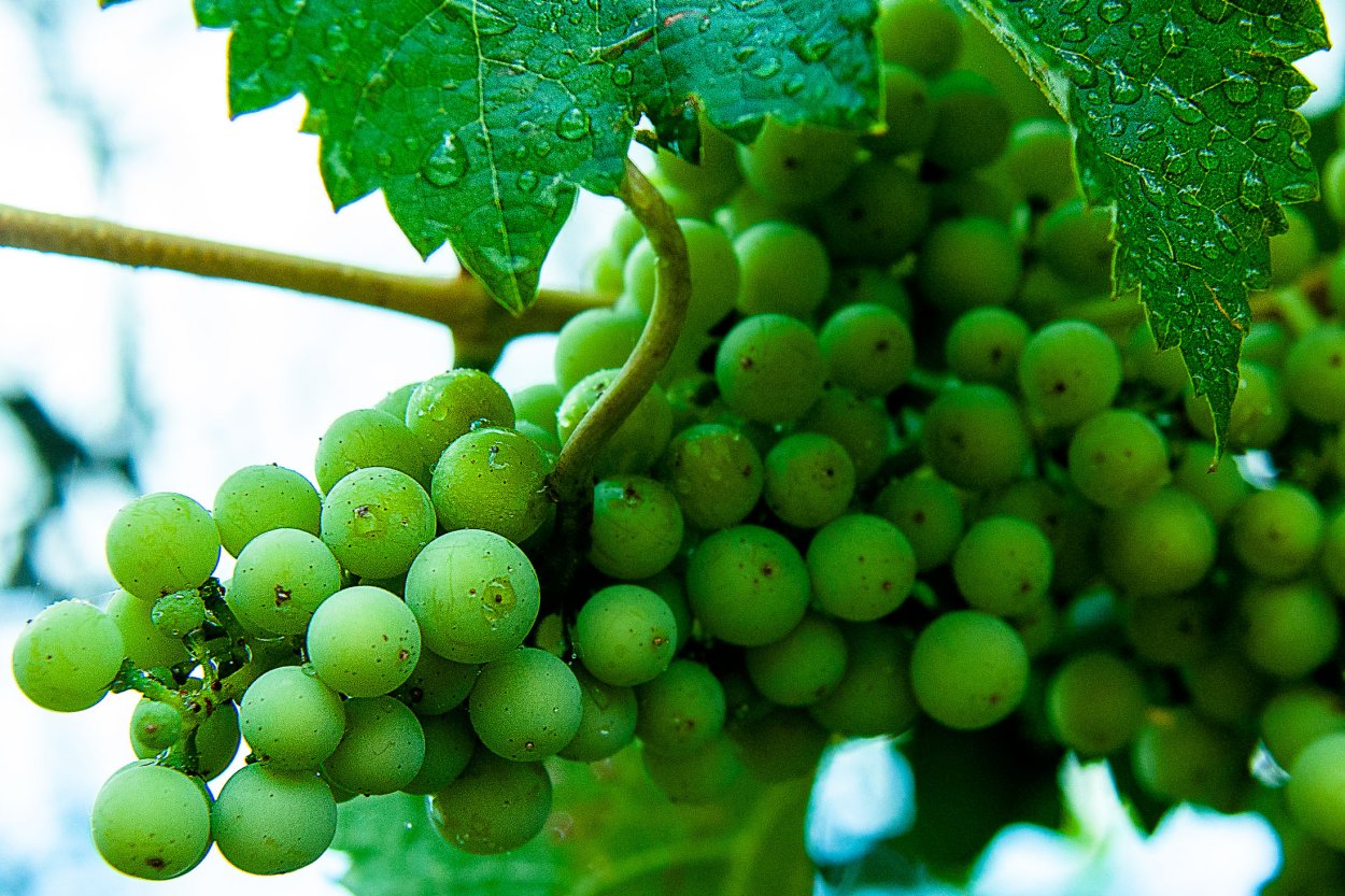Зеленые ягоды