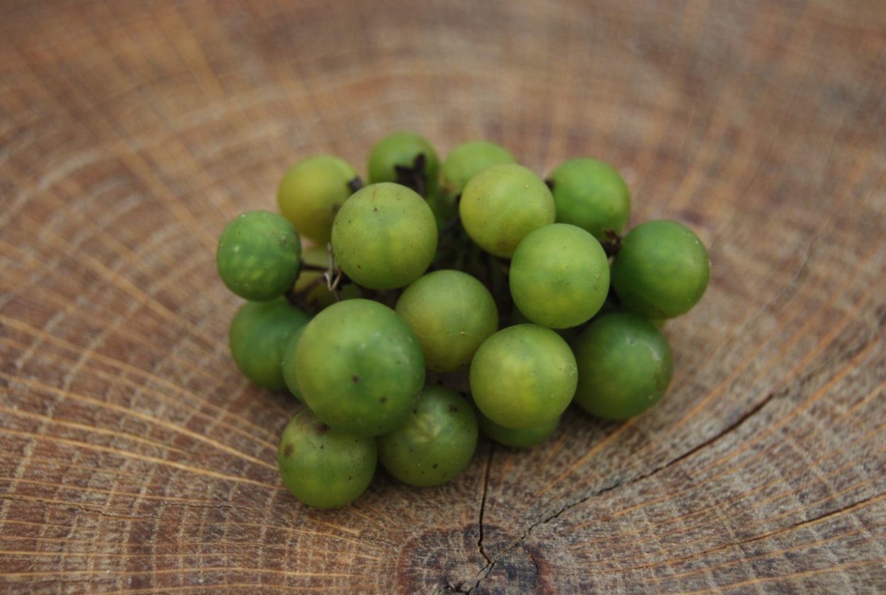 Паслен светлый медовый