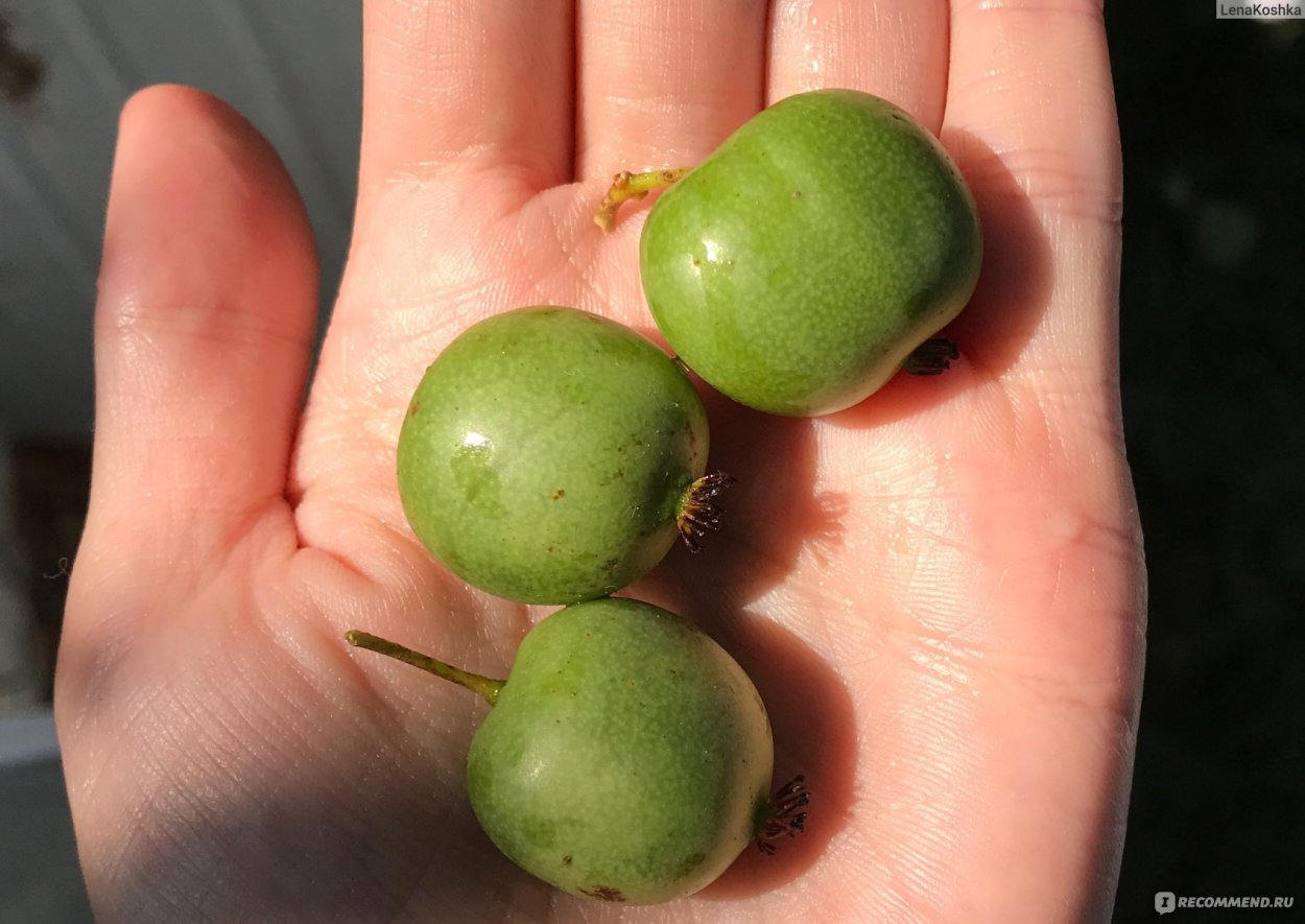 Актинидия коломикта плоды