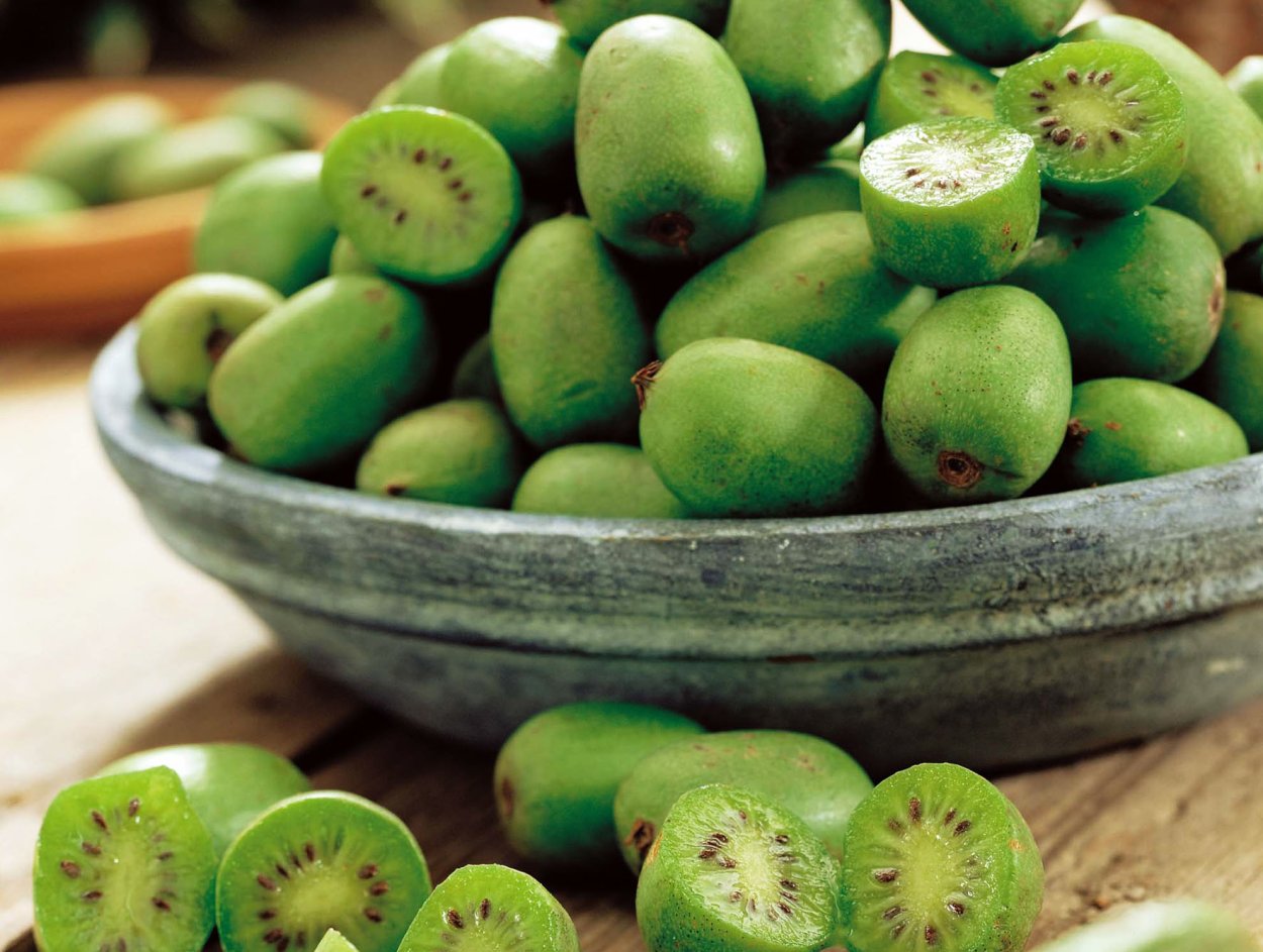 Актинидия коломикта ягоды