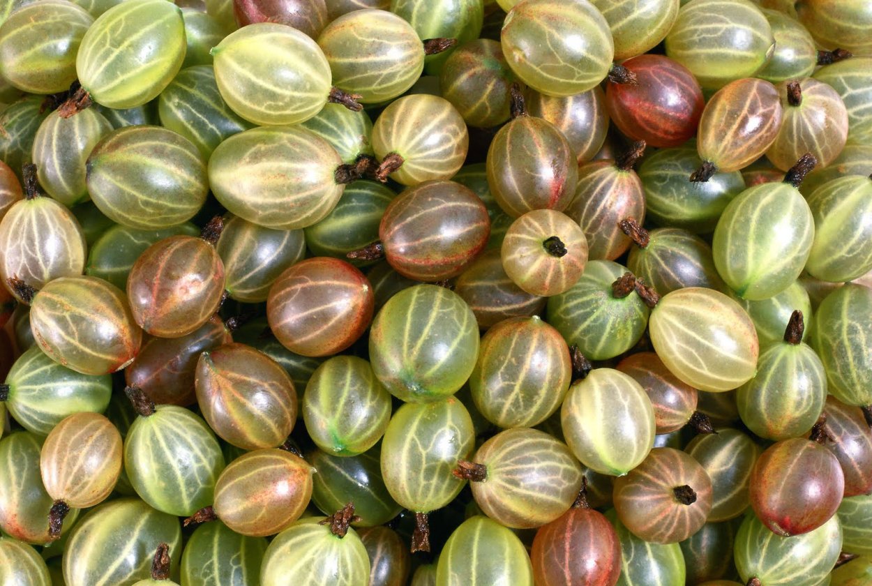 Королевский крыжовник