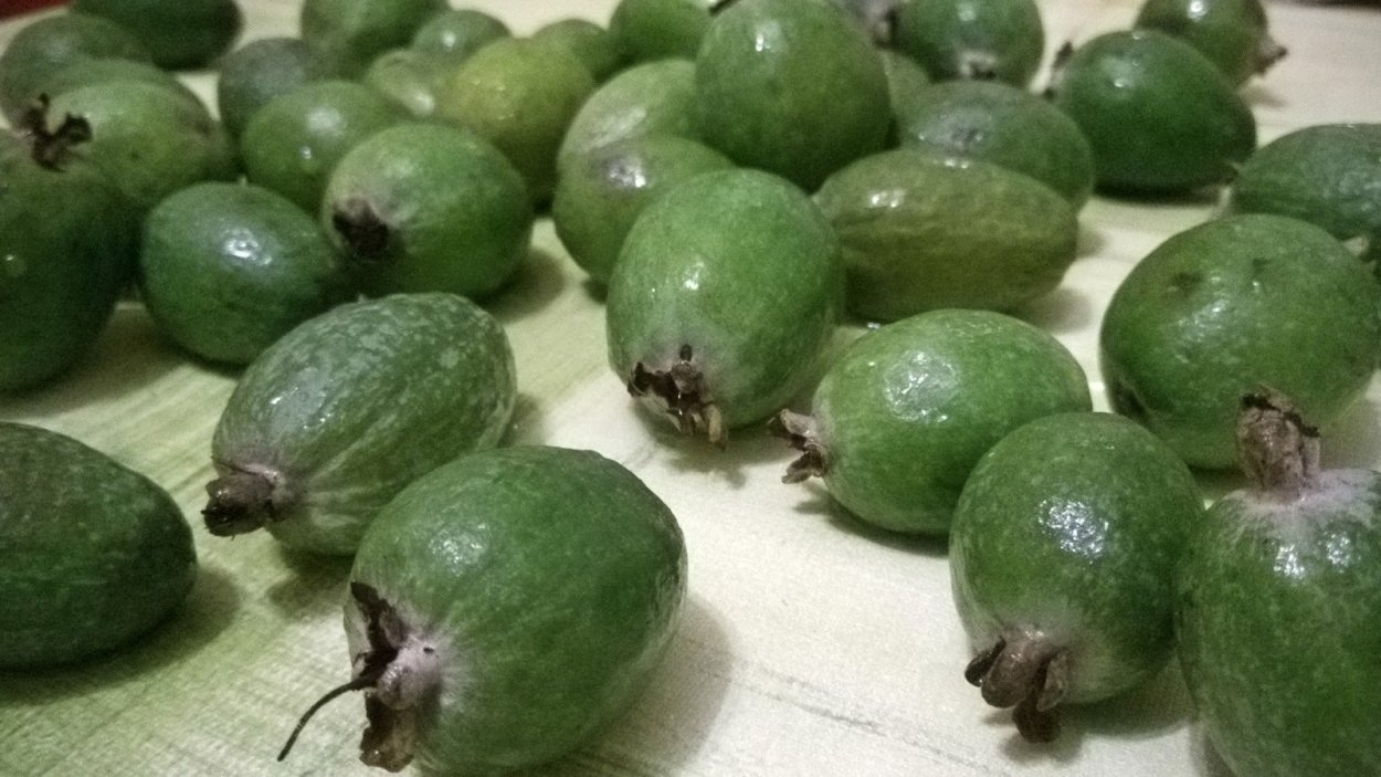 Фейхоа Азербайджанская