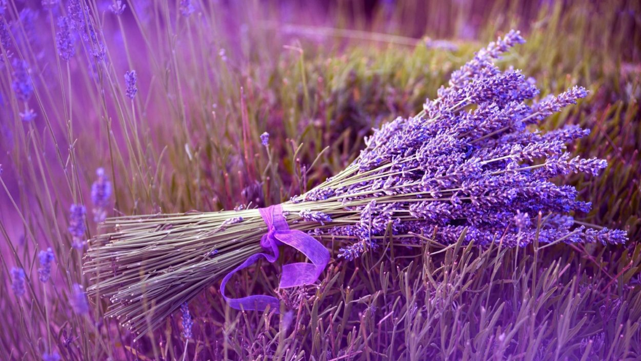 Лаванда - Lavandula d10 h20