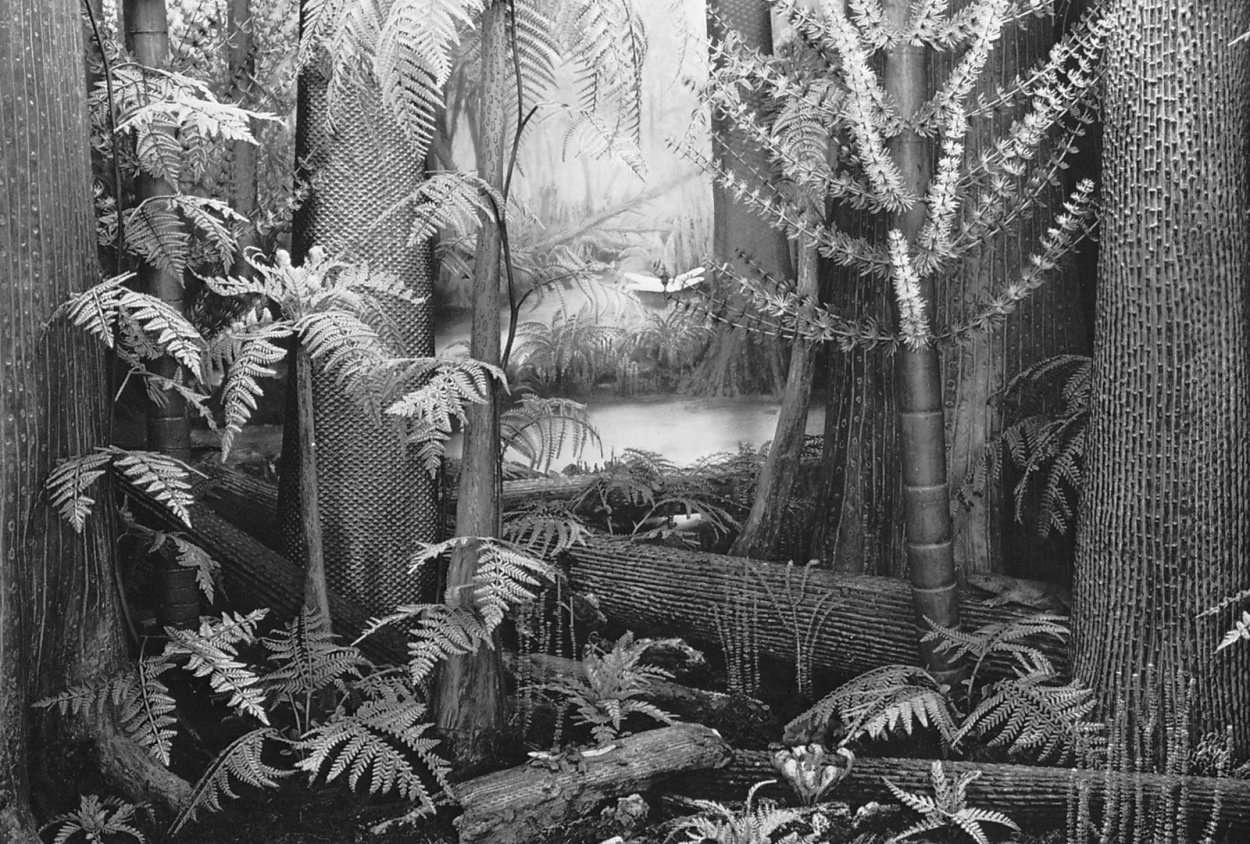 Каламиты палеозой