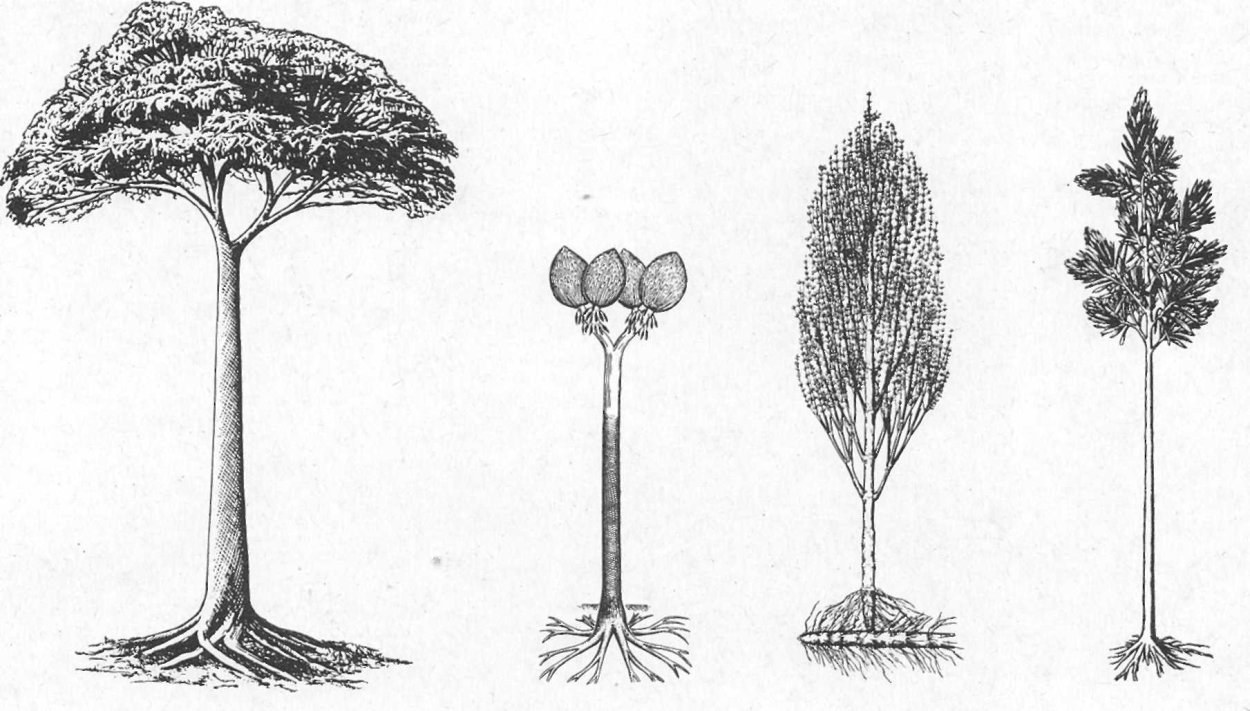 Лепидодендроны, Каламиты