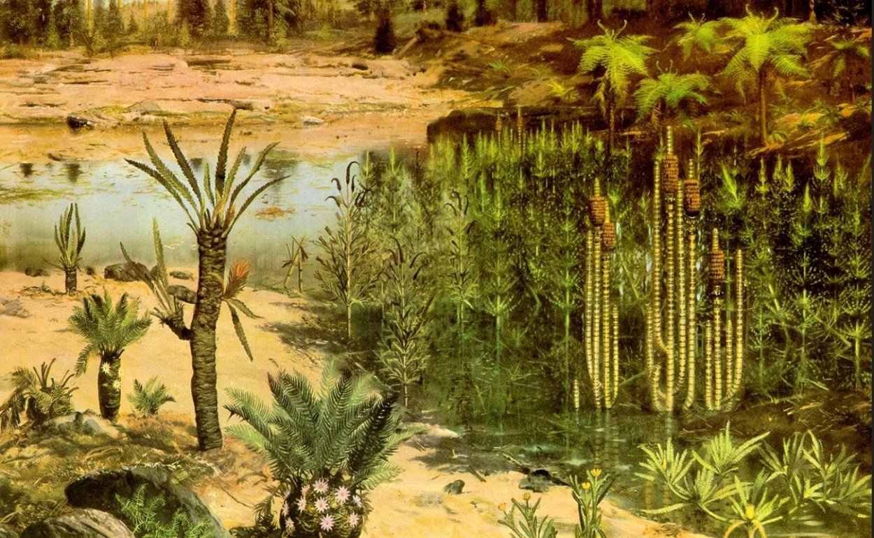 Лепидодендроны, Каламиты