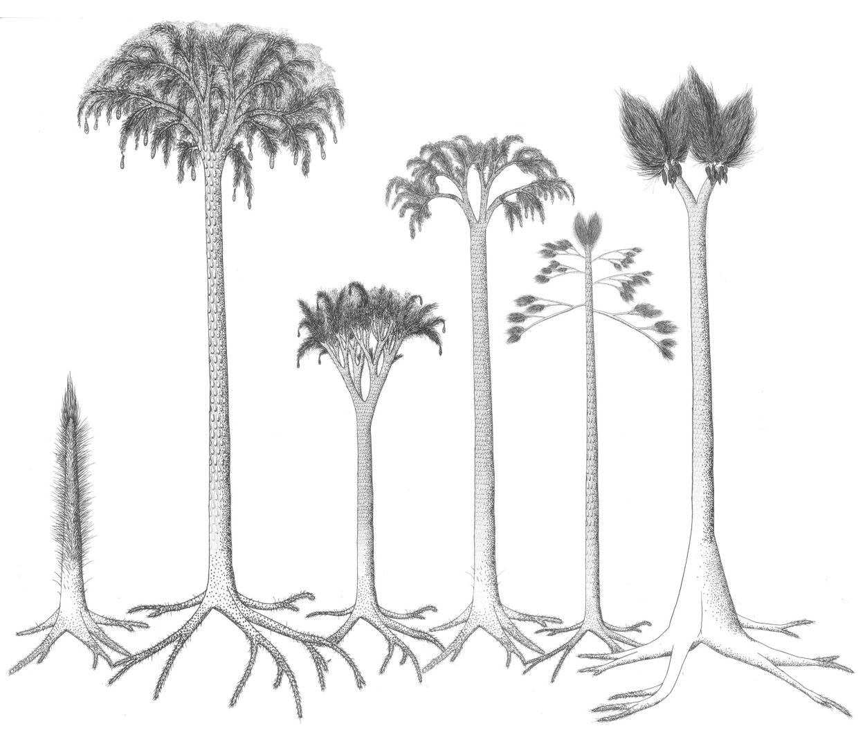 Стробил хвоща