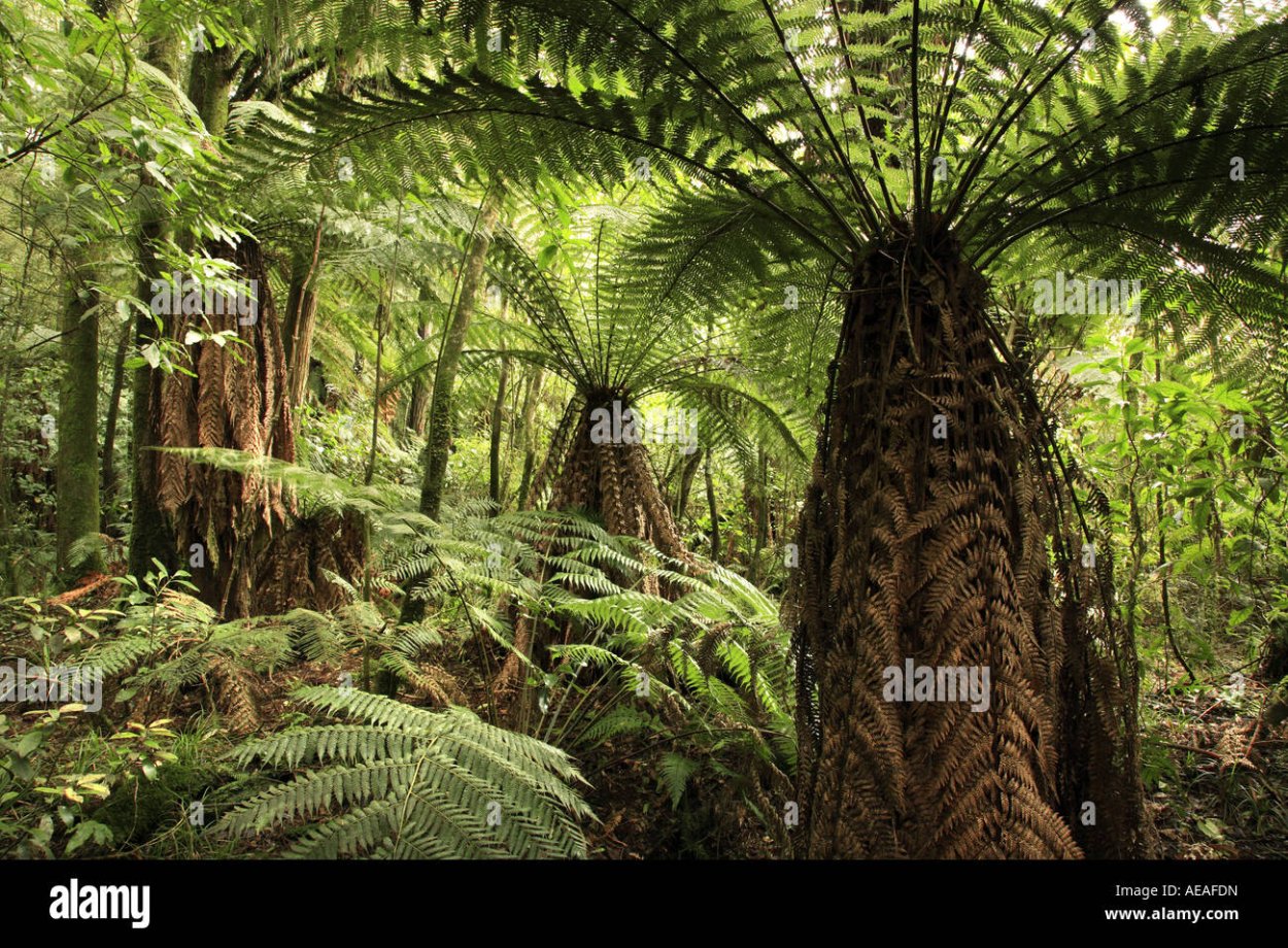 Древовидный папоротник Девон