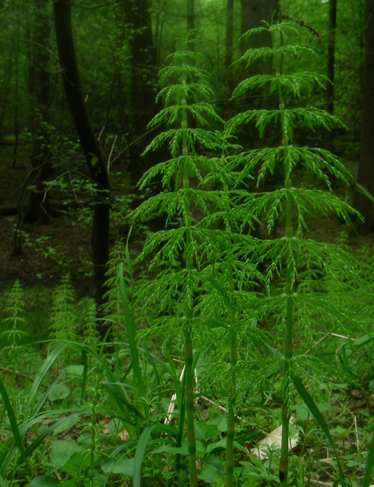 Хвощ гигантский Equisetum giganteum