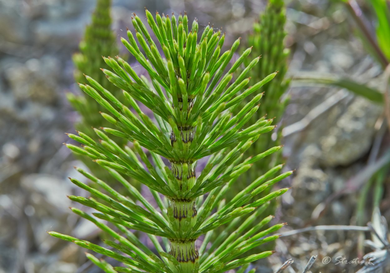 Девонский период палеозойской эры