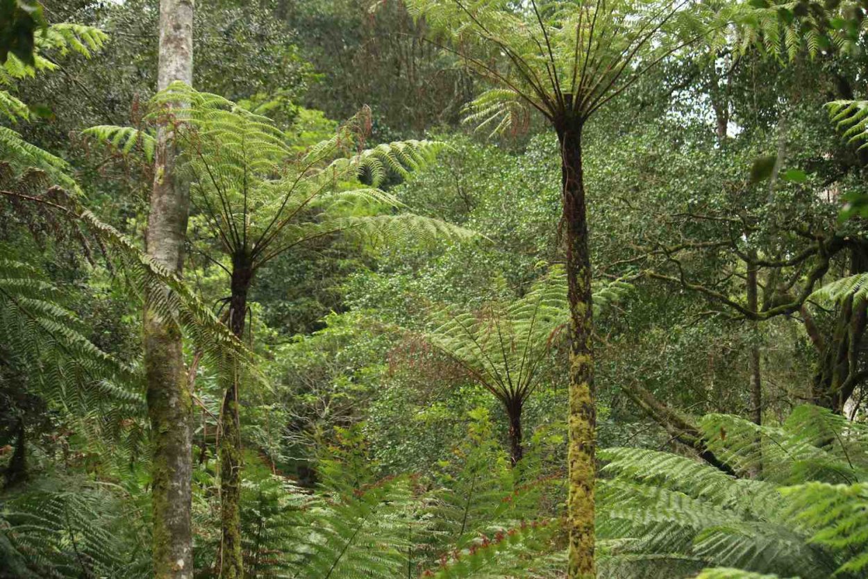 Древовидный папоротник Девон