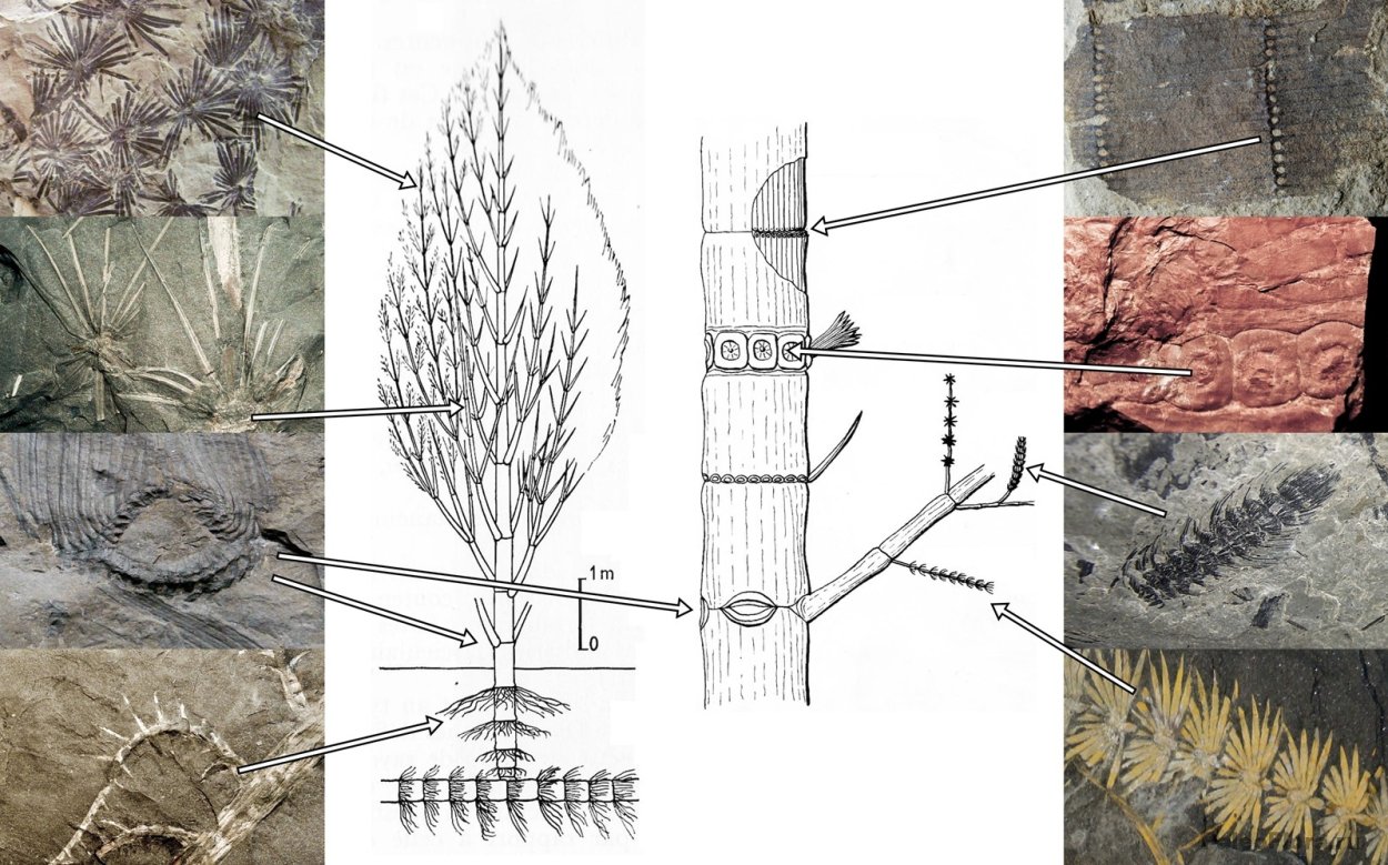 Каламиты окаменелости
