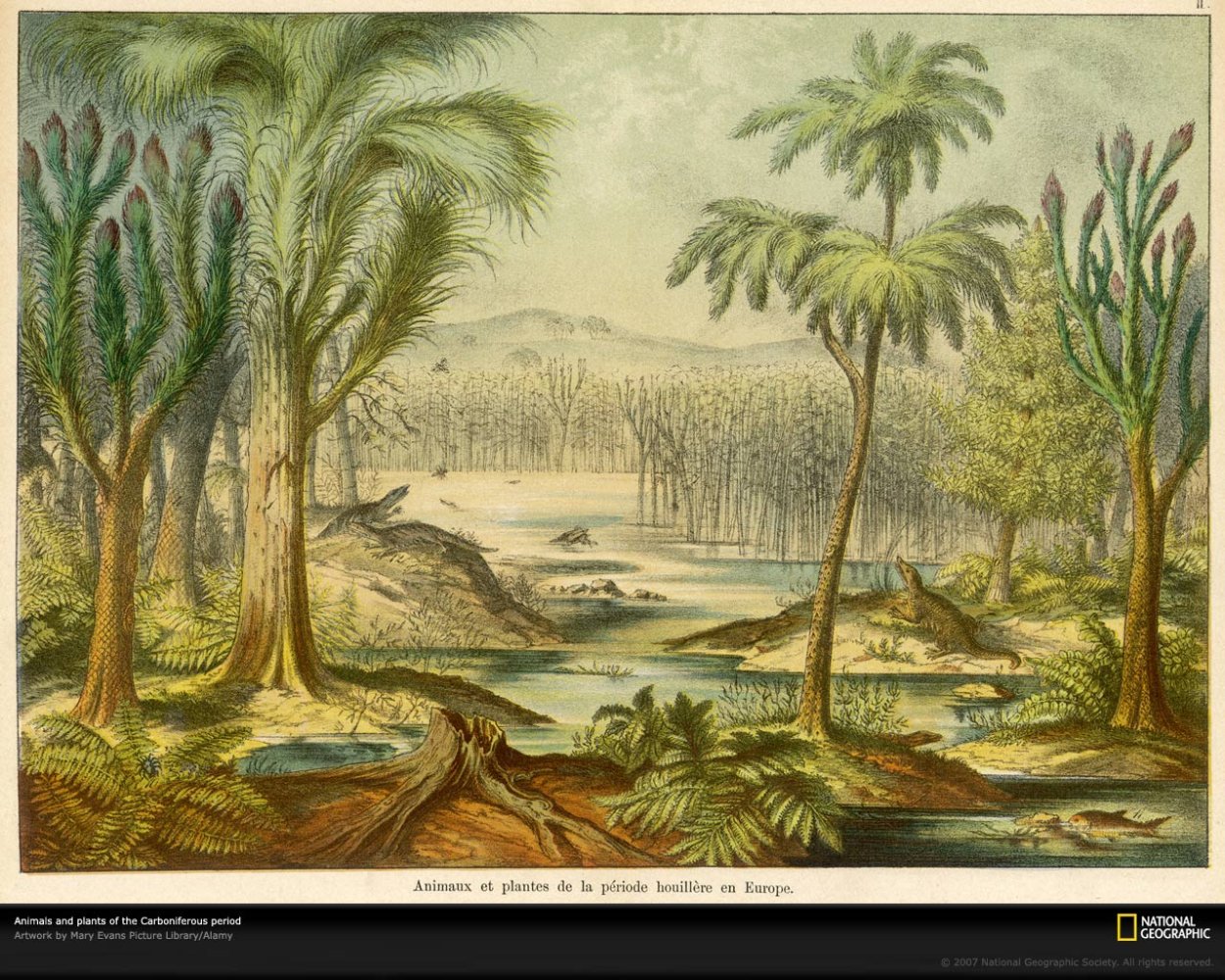 Гигантские древовидные папоротники новой Зеландии