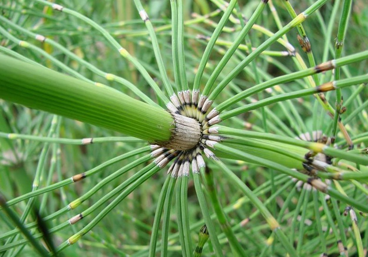 Лепидодендрон Эра