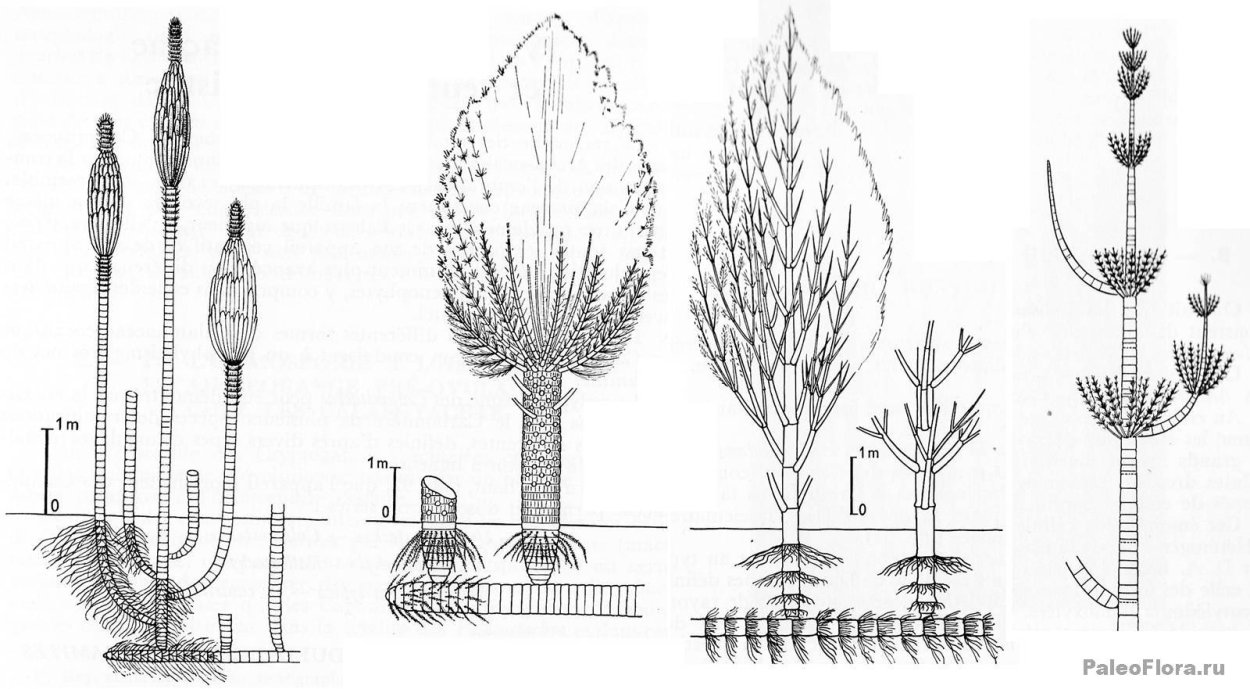 Каламиты палеозой