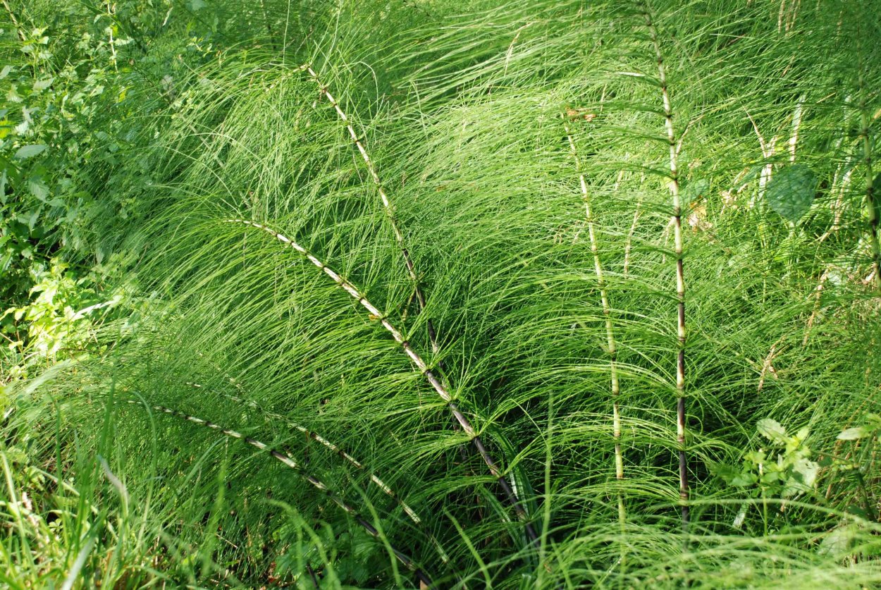 Equisetum telmateia