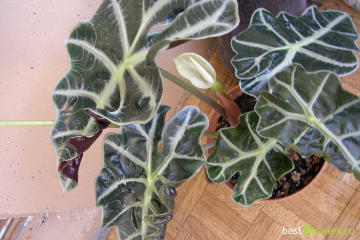 Алоказия цветение