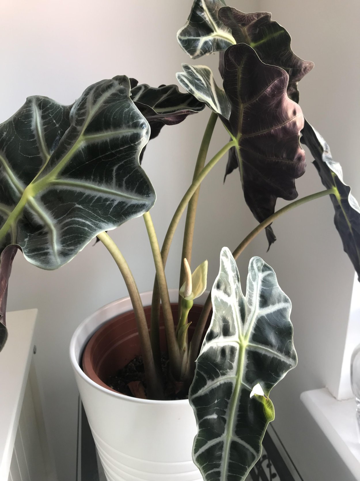 Алоказия пахучая