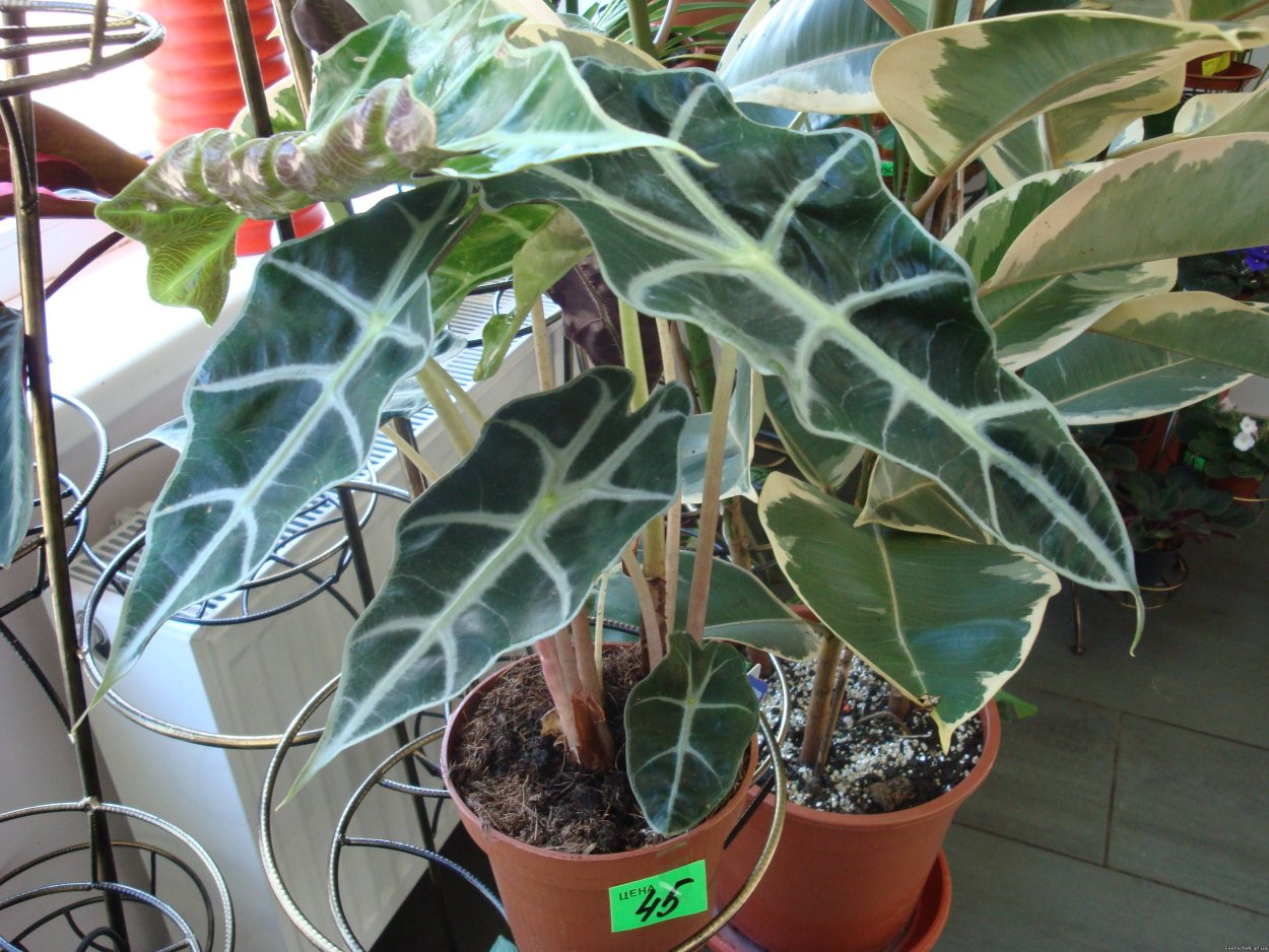 Алоказия семейство ароидных