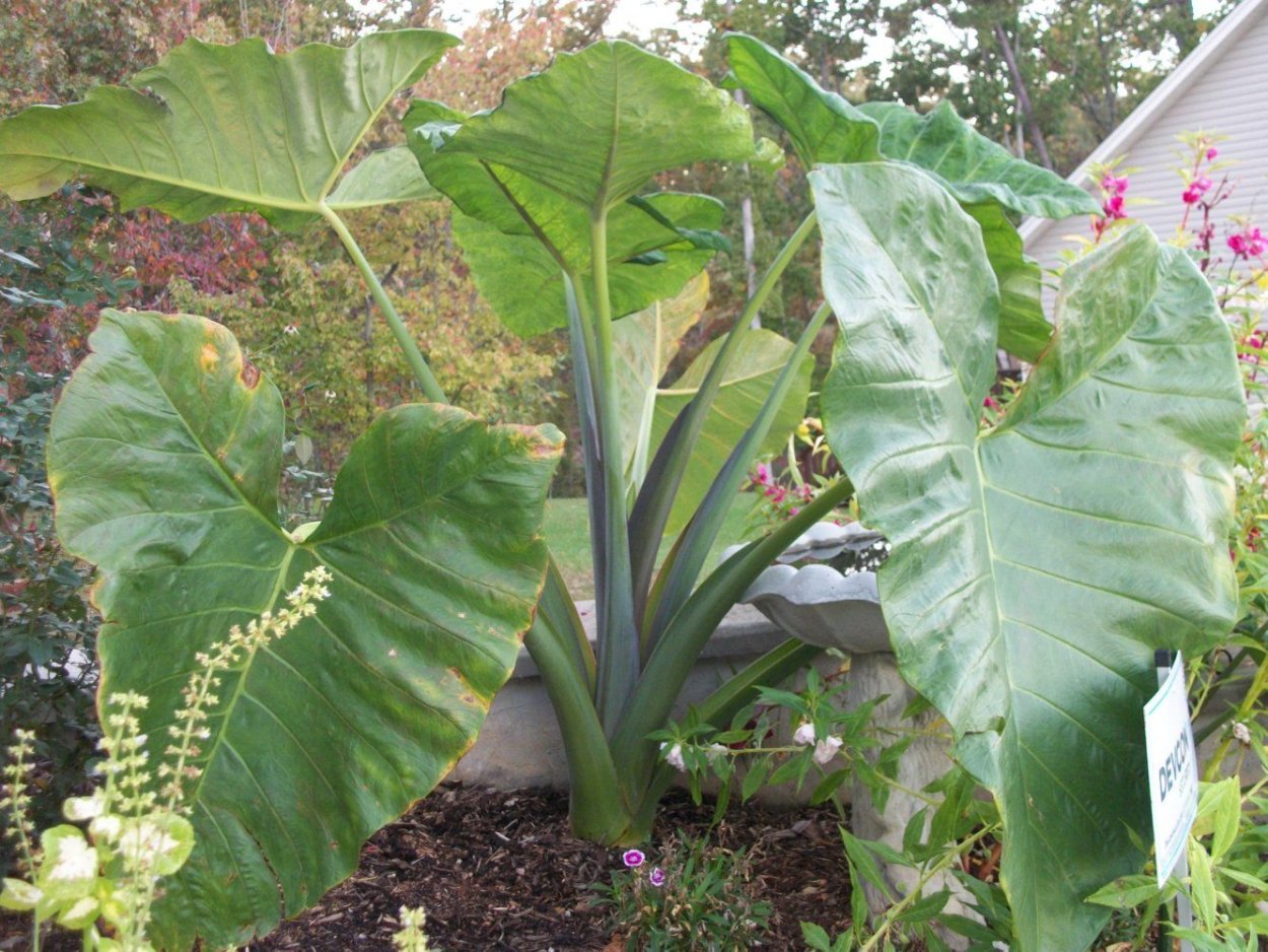 Алоказия Медно-красная