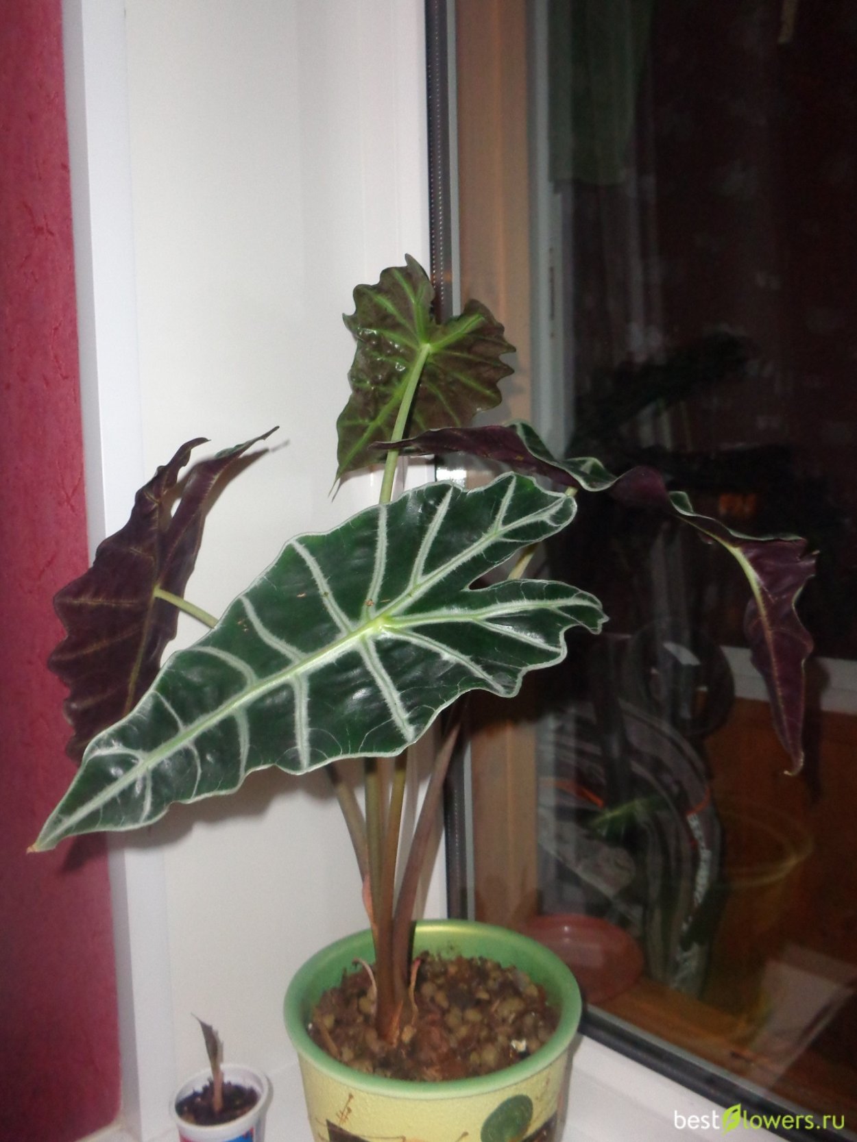 Алоказия клобучковая