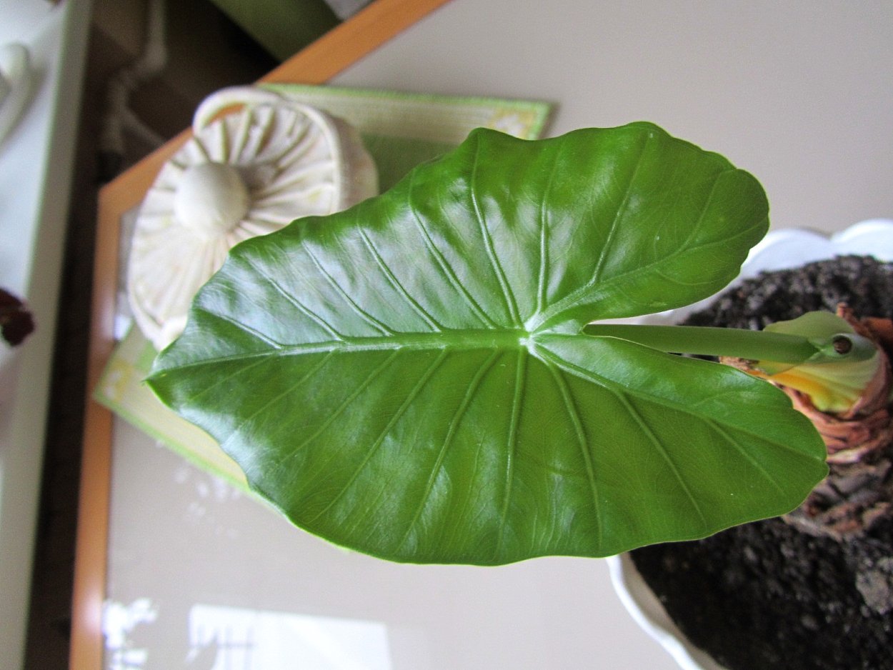 Алоказия Сильвер Небула