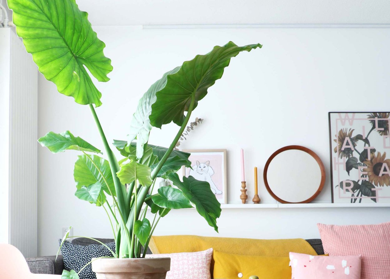 Алоказия пятнистая