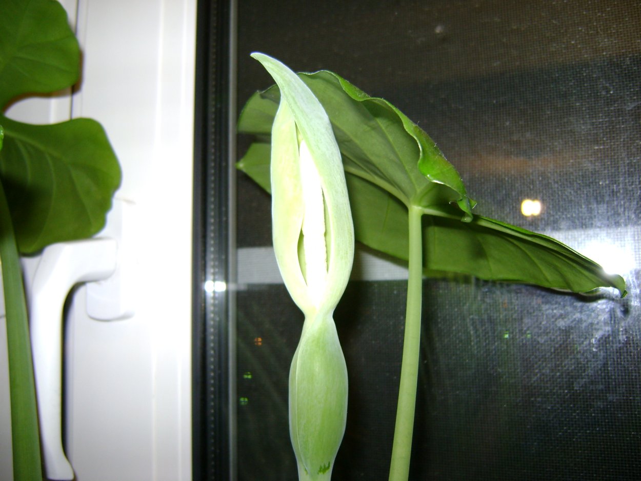 Алоказия Сандера Полли