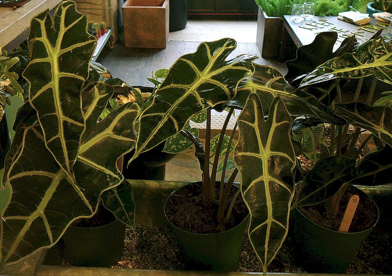 Алоказия хило Бьюти