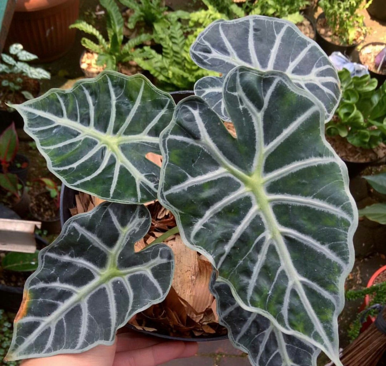 Алоказия watsoniana