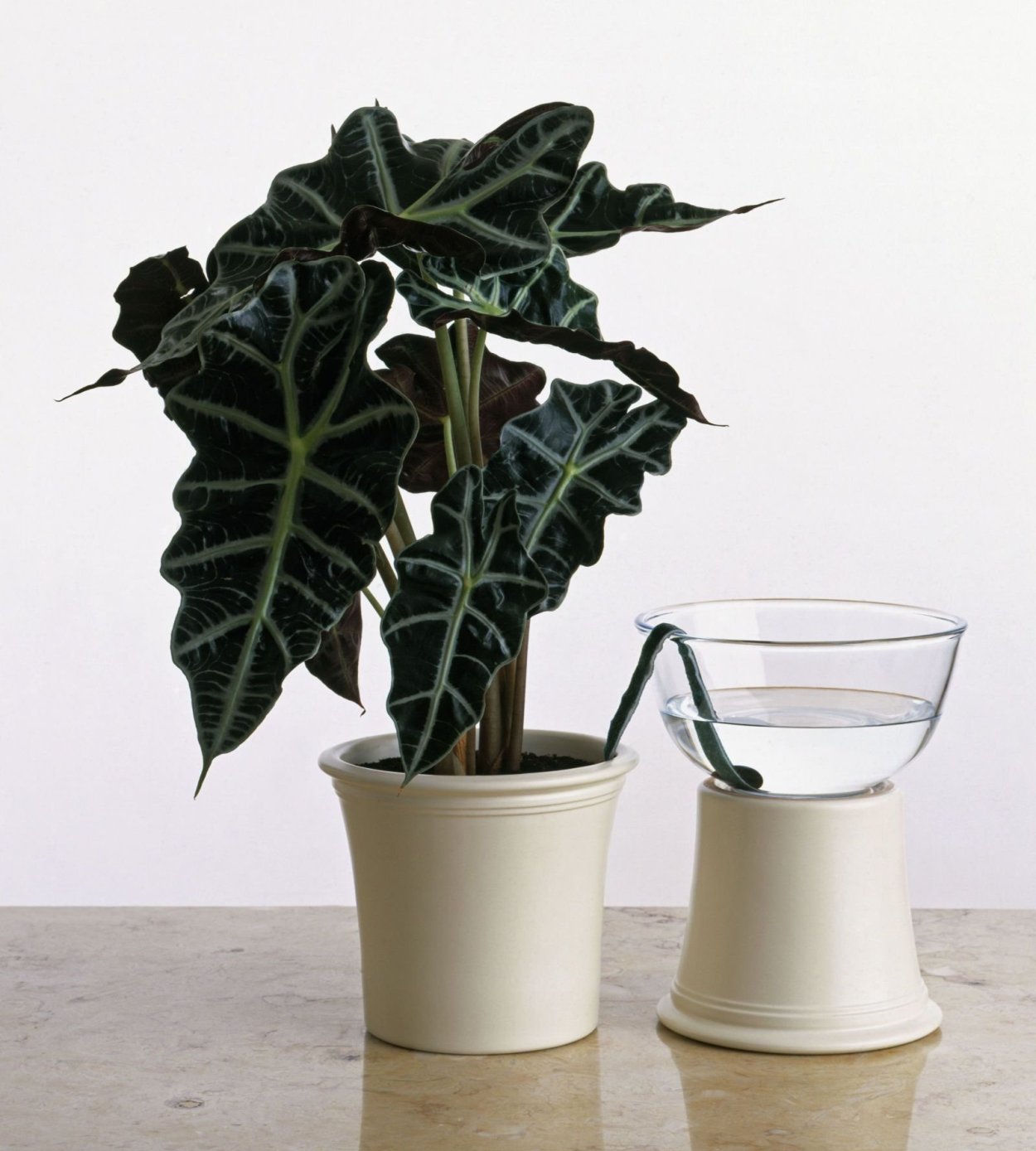 Алоказия macrorrhiza