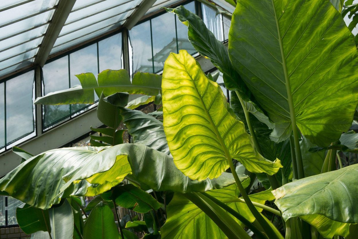 Алоказия Королевская