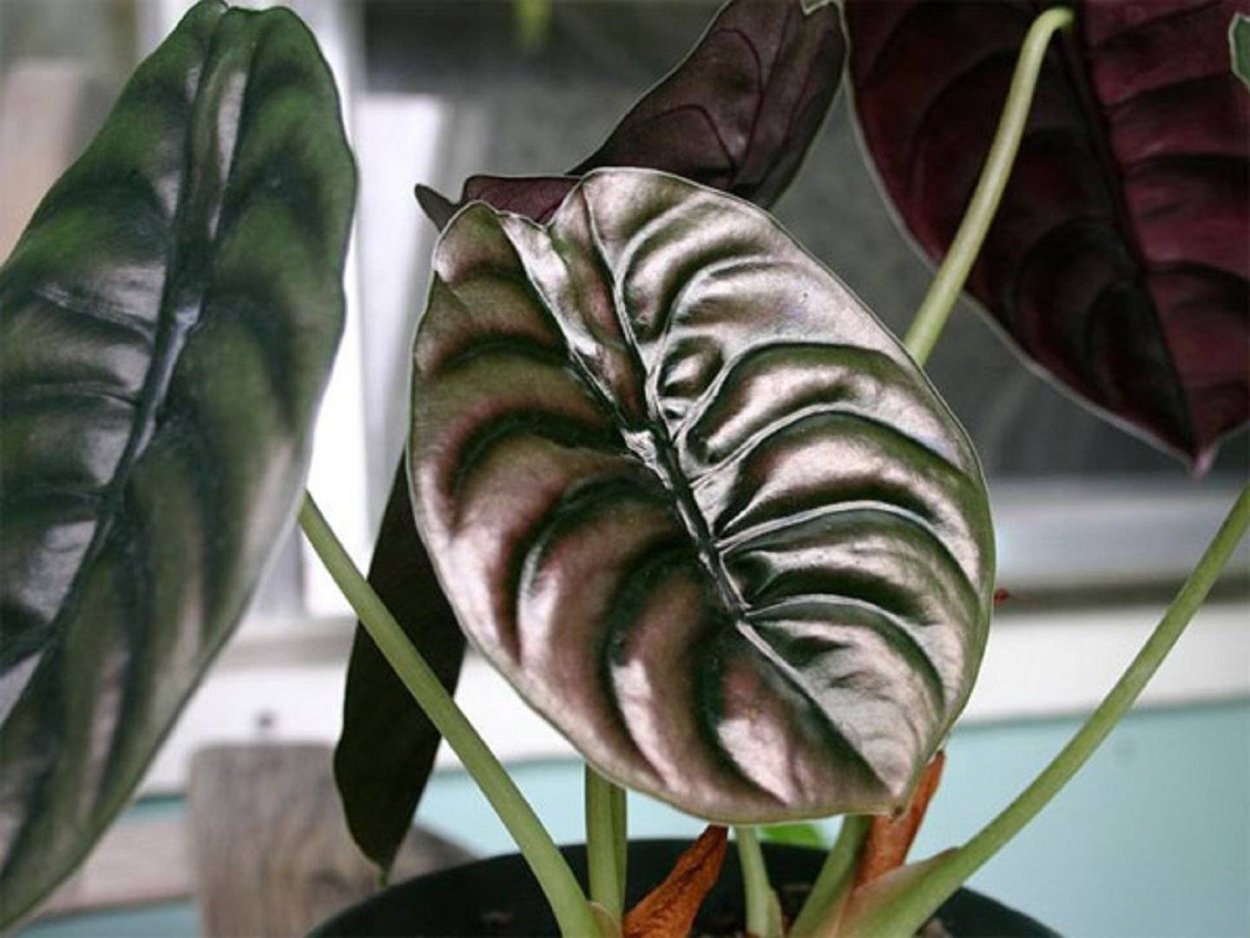 Алоказия в интерьере