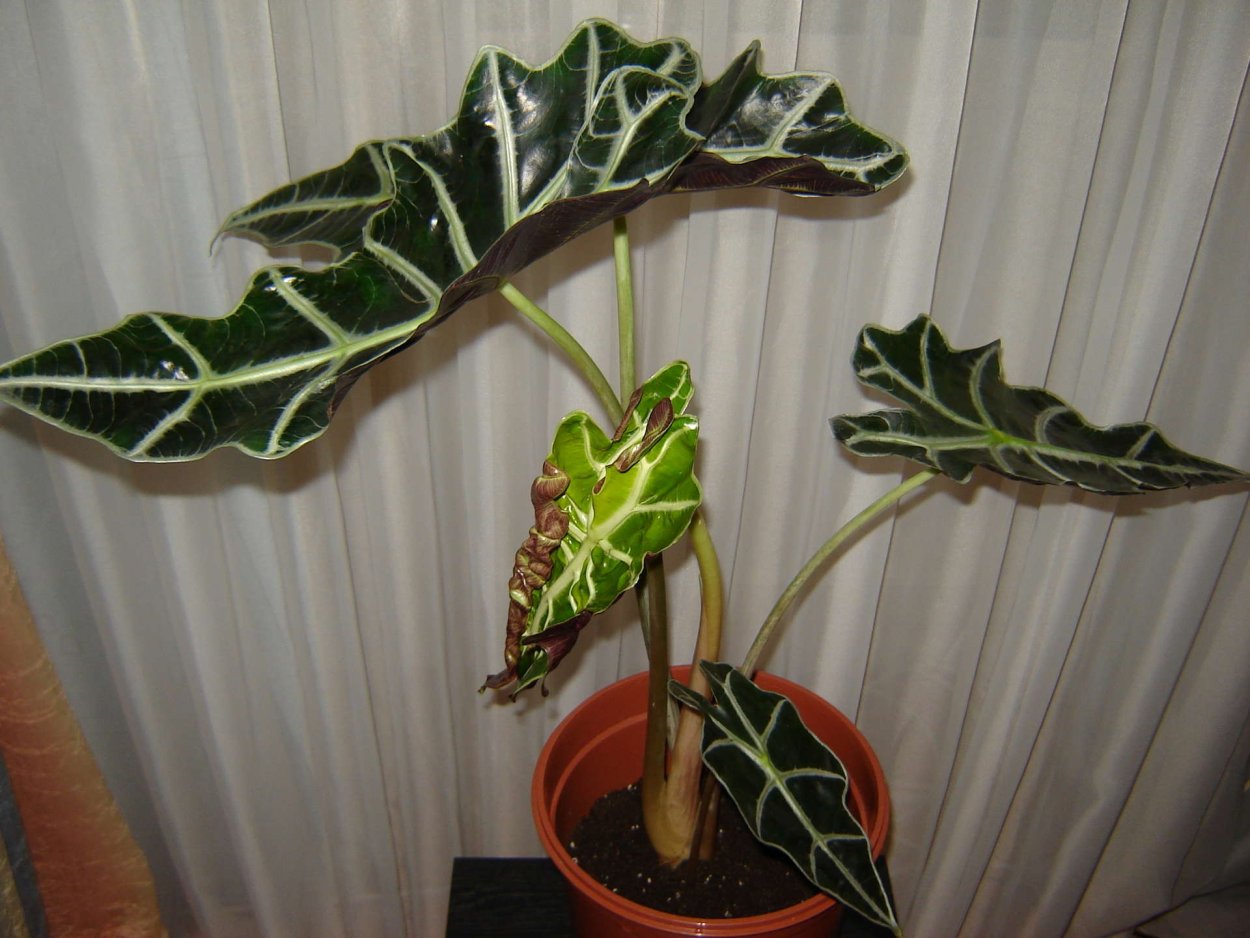 Алоказия Сариан