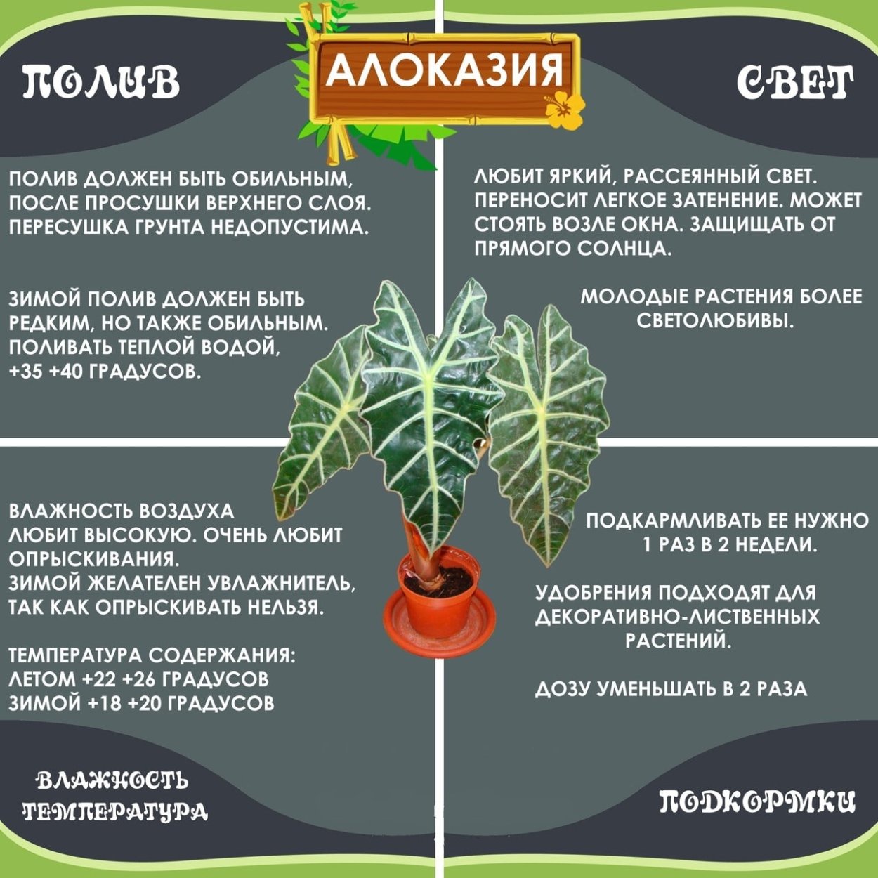 Алоказия Сандера цветение