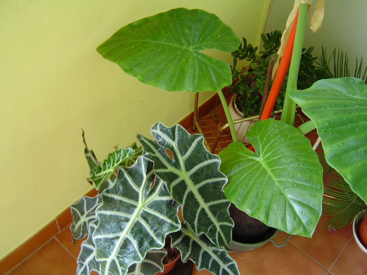 Алоказия - Полли (Alocasia Polly)