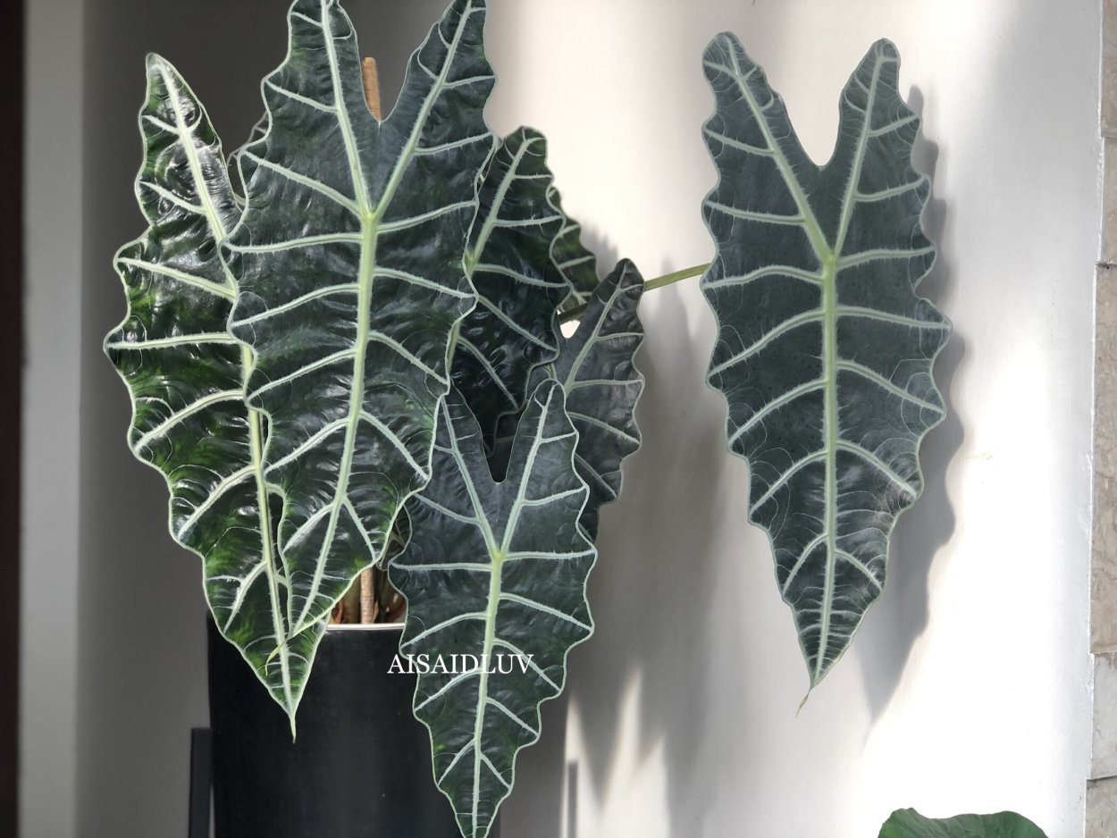 Алоказия Марокко