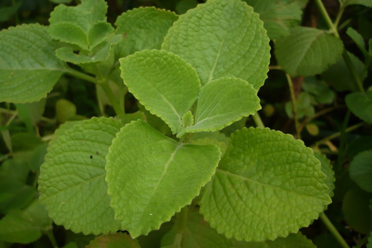 Плектрантус Cuban Oregano