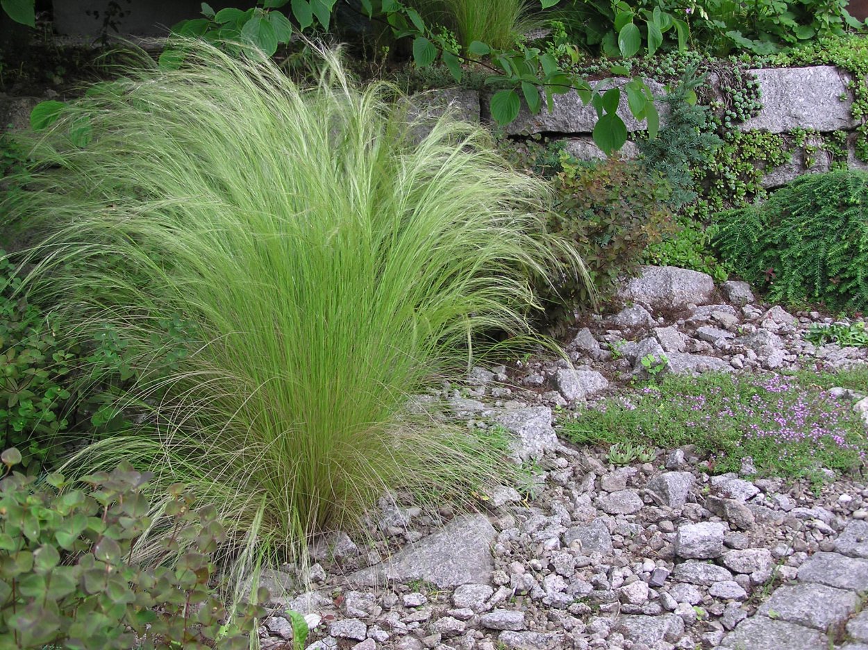 Ковыль тонколистный