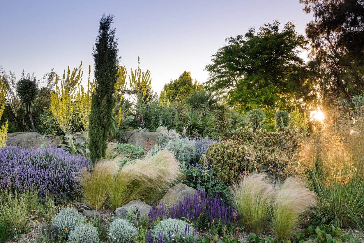 Мискантус китайский хвойные