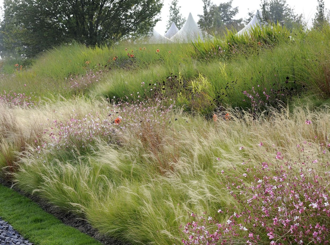 Мюленбергия волосовидная всходы